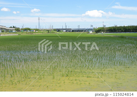 まもなく梅雨がくる田園風景、苗も育つ 115024814