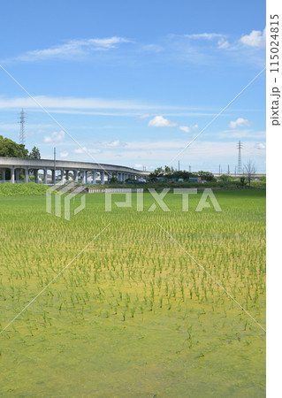 まもなく梅雨がくる田園風景、苗も育つ 115024815