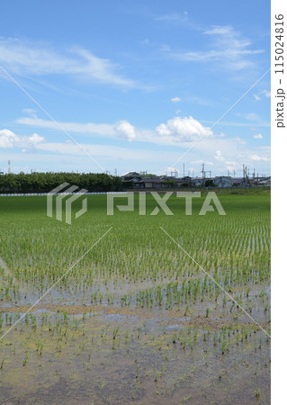 田植えが終わった水田 115024816