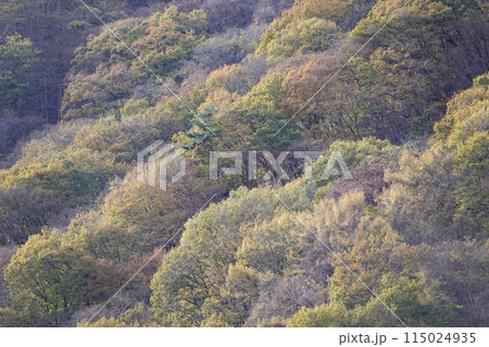 山の斜面 絨毯のような黄葉 115024935