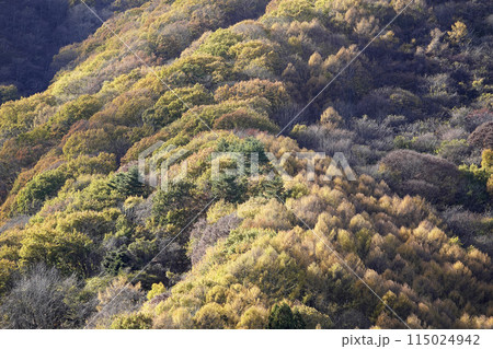 山の斜面 絨毯のような黄葉 115024942