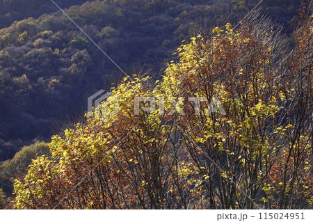 山並みと落葉樹の黄葉 山並みと落葉樹の黄葉 115024951