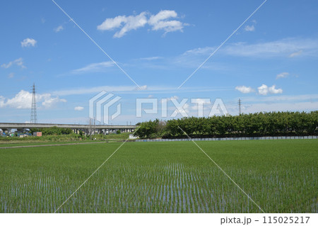 田植えが終わった水田 115025217