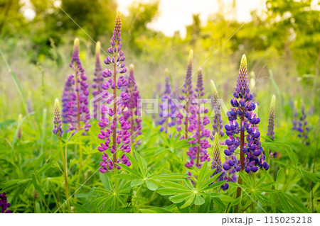 A field of blooming lupine flower. Lupinus, lupin meadow with purple and pink flowers. Summer flower background 115025218