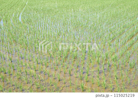 田植えが終わった水田 115025219