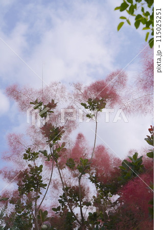 浜名湖ガーデンパークの花壇　2024年5月 115025251