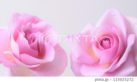 美しいバラの花、白バックにピンクの薔薇の花びら 美しいバラの花、白バックにピンクの薔薇の花びら 115025272