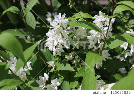 白いヒメウツギの小花 115025829
