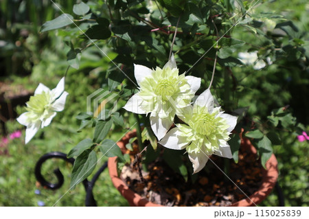 鉢に植えたクレマチス白万重の白い花 鉢に植えたクレマチス白万重の白い花 115025839