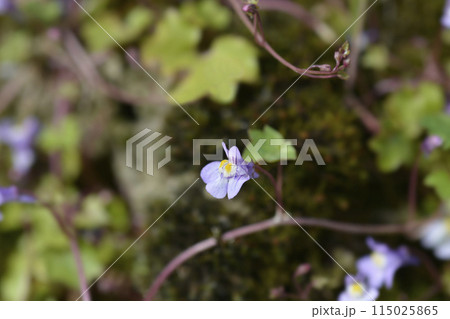 Kenilworth Ivy Kenilworth Ivy 115025865