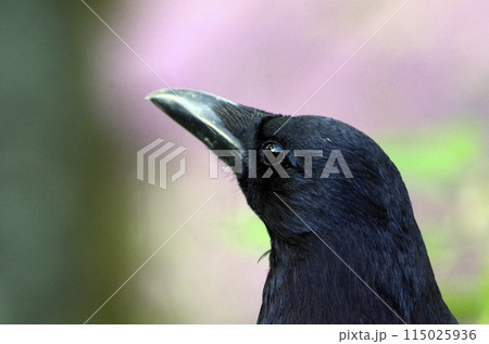 カラスの顔 カラスの顔 115025936