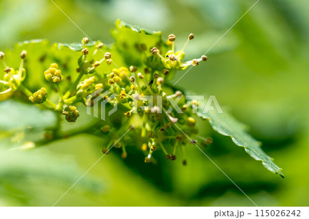 山椒の花開く~5月の彩り~ 山椒の花開く~5月の彩り~ 115026242