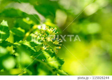 山椒の花開く~5月の彩り~ 山椒の花開く~5月の彩り~ 115026244
