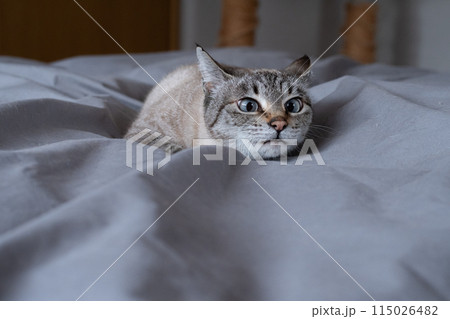 見つめる猫 115026482