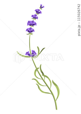 Lavender. Purple lavendar stems and blooms. Rustic trendy greenery flowers. Provence floral plant on white background. Vector cartoon illustration 115026742