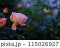 薔薇 115026927