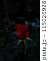 薔薇 115026928