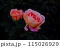 薔薇 115026929