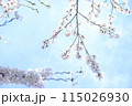 桜 115026930