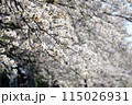 桜 115026931