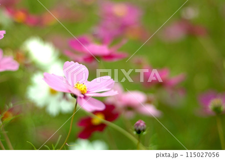 秋桜　秋の花 115027056