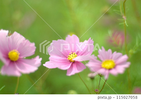 秋桜 秋の花 秋桜 秋の花 115027058