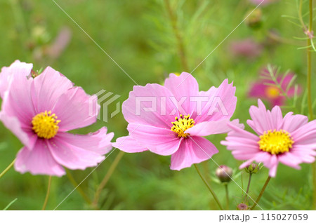 秋桜 秋の花 秋桜 秋の花 115027059