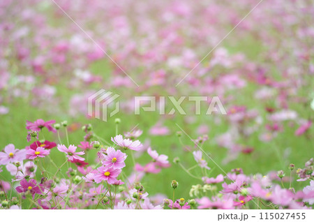 いつか見た　コスモス畑 115027455