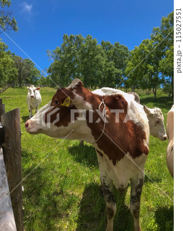 放牧されている牛 115027551