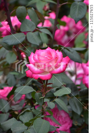 バラの花、薄い赤色 神代植物公園春のバラフェスタ 115027655