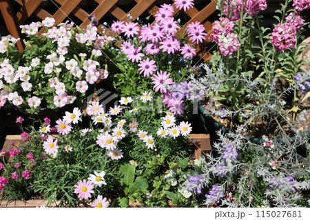 ピンク色の花の寄せ植え&寄せ鉢 ピンク色の花の寄せ植え&寄せ鉢 115027681