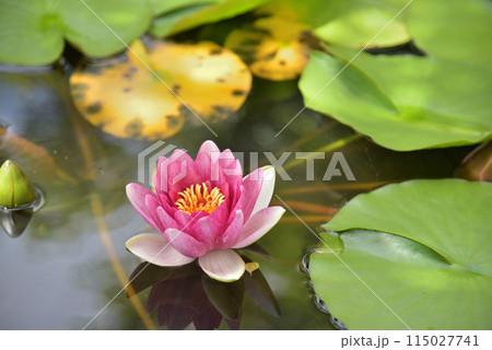 水面に映る睡蓮の花 水面に映る睡蓮の花 115027741