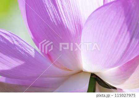 古代蓮のピンクの花びら 115027975