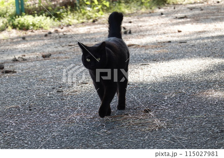 現れた黒猫 115027981