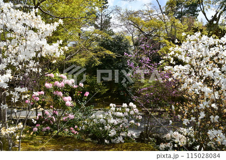 日本の春の京都 世界文化遺産の天龍寺 庭園の遊歩道 満開の桜と美しい花と新緑 日本の春の京都 世界文化遺産の天龍寺 庭園の遊歩道 満開の桜と美しい花と新緑 115028084
