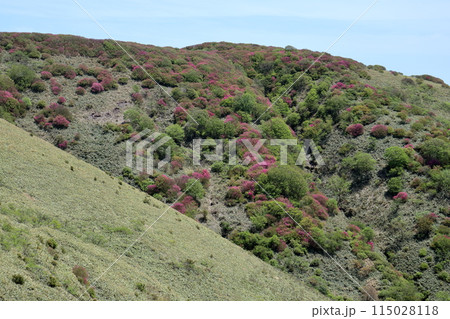 大川嶺連峰　山肌を彩るツルギミツバツツジ　（愛媛県　四国カルスト） 115028118