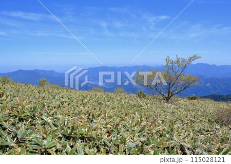 大川嶺 登山道からの見晴らし 初夏 (愛媛県 四国カルスト) 大川嶺 登山道からの見晴らし 初夏 (愛媛県 四国カルスト) 115028121