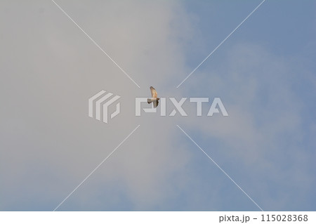 サシバ サシバ 115028368