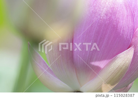 古代蓮のピンクの花びら 115028387