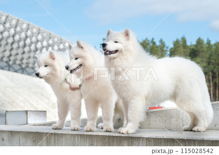 Funny three Young White Samoyed Dog in stadium park, happiness and friendship Funny three Young White Samoyed Dog in stadium park, happiness and friendship 115028542