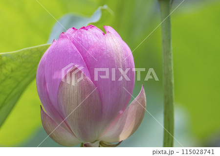 古代蓮のピンクの花びら 115028741