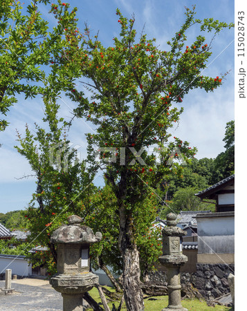 東大寺鬼子母神堂の石灯籠と柘榴の木 115028743