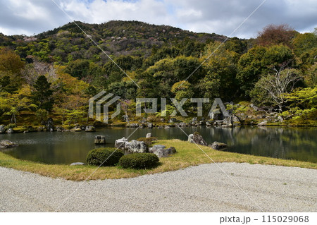 日本の春の京都　世界文化遺産の天龍寺　特別名勝の曹源池庭園　満開の桜と美しい新緑 115029068