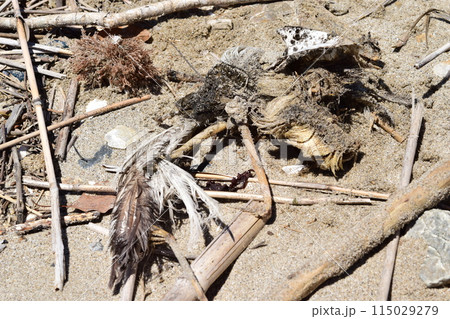 海鳥の死骸 羽根と骨 海岸漂着物 海鳥の死骸 羽根と骨 海岸漂着物 115029279