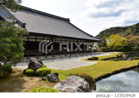 日本の春の京都　世界文化遺産の天龍寺　歴史的建造物の本堂と特別名勝の曹源池庭園　満開の桜と美しい新緑 115029426