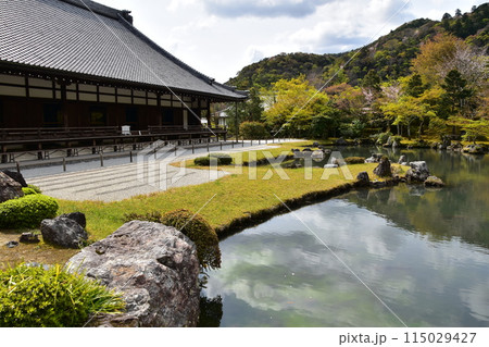 日本の春の京都 世界文化遺産の天龍寺 歴史的建造物の本堂と特別名勝の曹源池庭園 満開の桜と美しい新緑 日本の春の京都 世界文化遺産の天龍寺 歴史的建造物の本堂と特別名勝の曹源池庭園 満開の桜と美しい新緑 115029427
