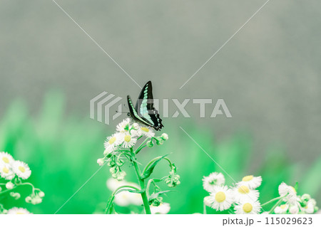 熱海の公園の花の蜜を吸うアオスジアゲハ 115029623