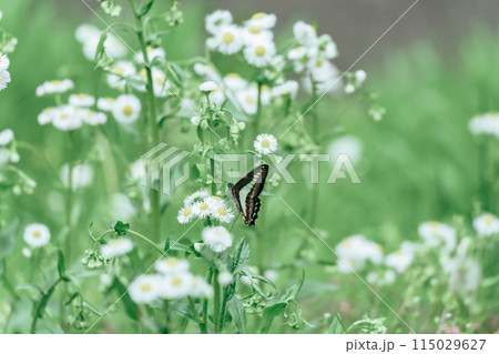 熱海の公園の花の蜜を吸うアオスジアゲハ 熱海の公園の花の蜜を吸うアオスジアゲハ 115029627