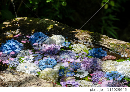 紫陽花が咲く頃の三光寺 紫陽花が咲く頃の三光寺 115029646