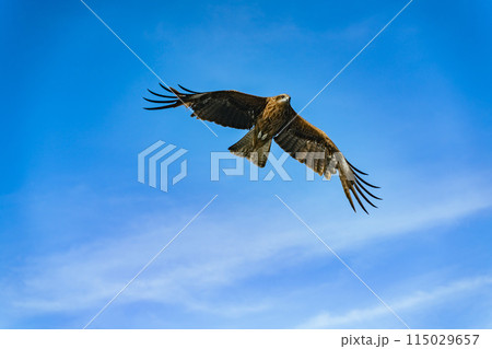 初島の空を飛ぶ鳶 初島の空を飛ぶ鳶 115029657